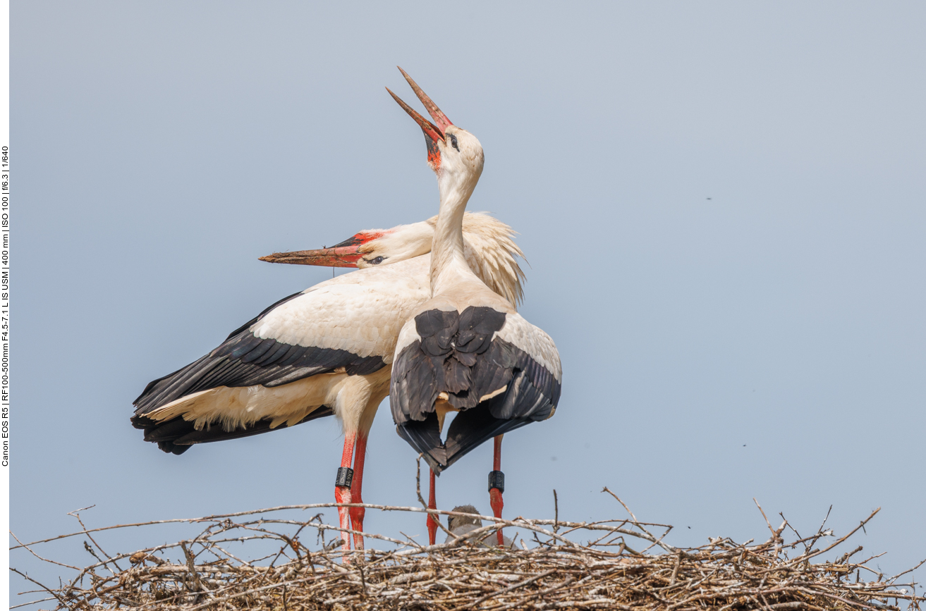 Freudiges Geklapper nach der Ankunft des Partners 