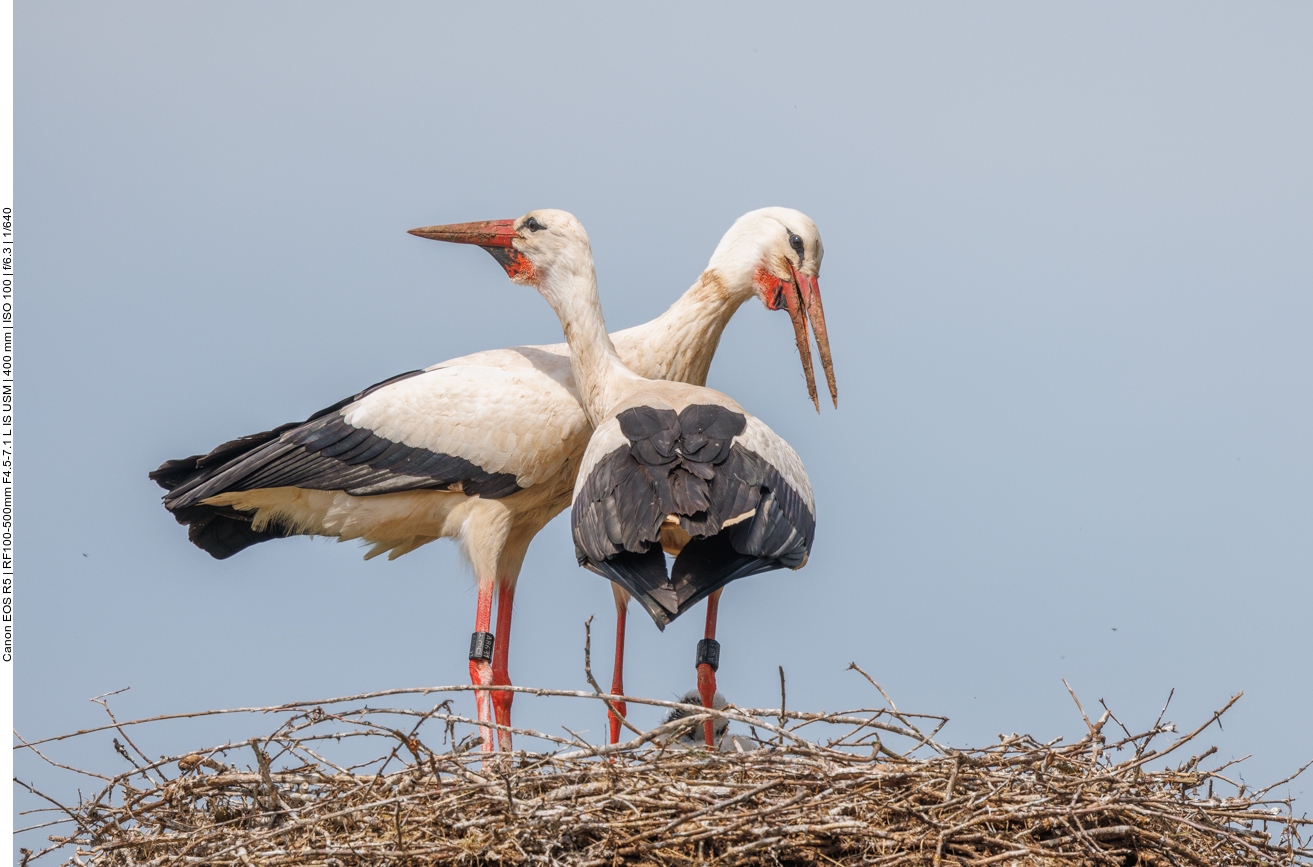 Jetzt gibt es gleich Futter für die Kleinen ...