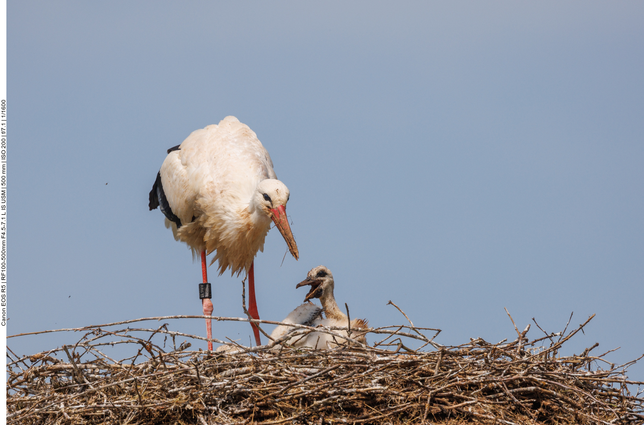 ... die sicher schon ungeduldig sind 