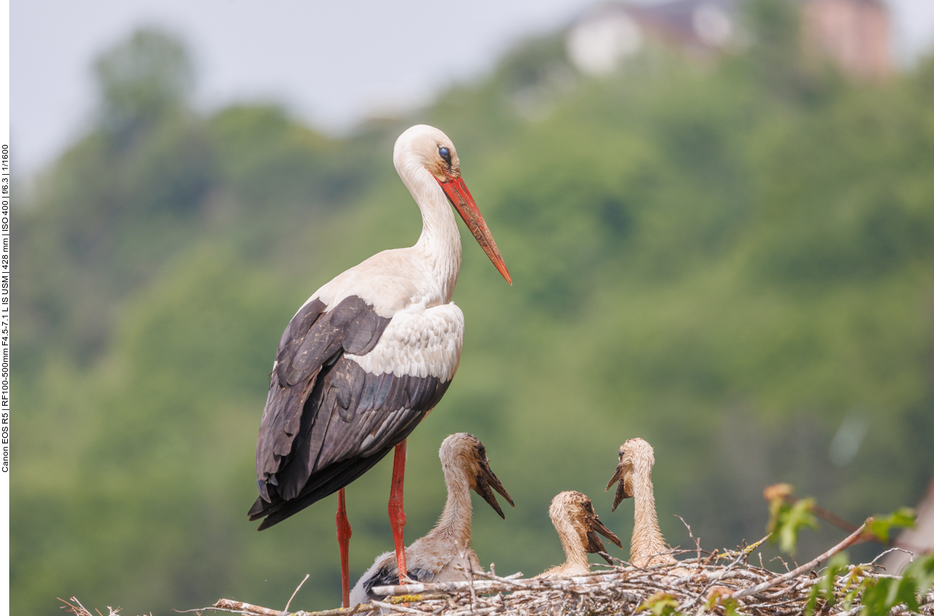 Den Nachwuchs immer im Blick 