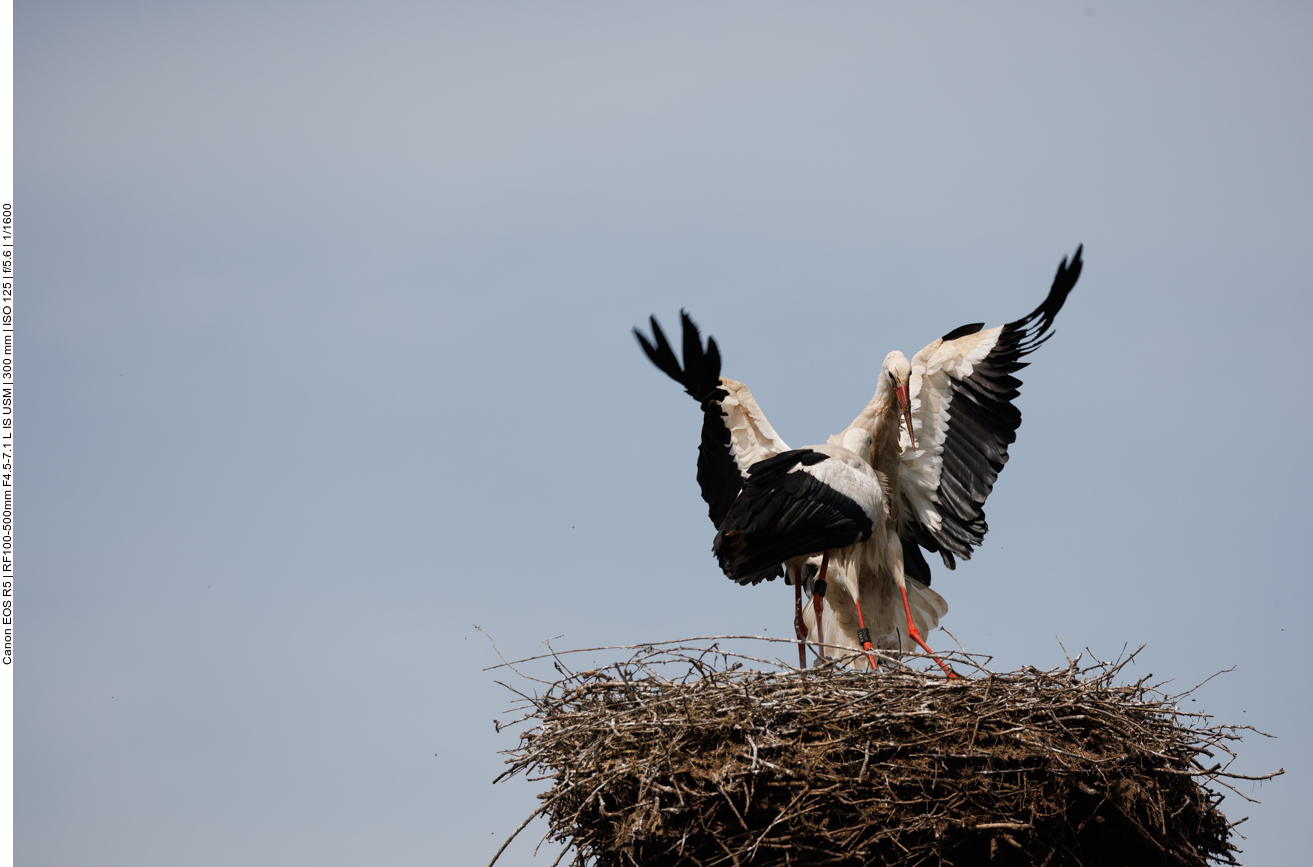 Ankunft des Partners 