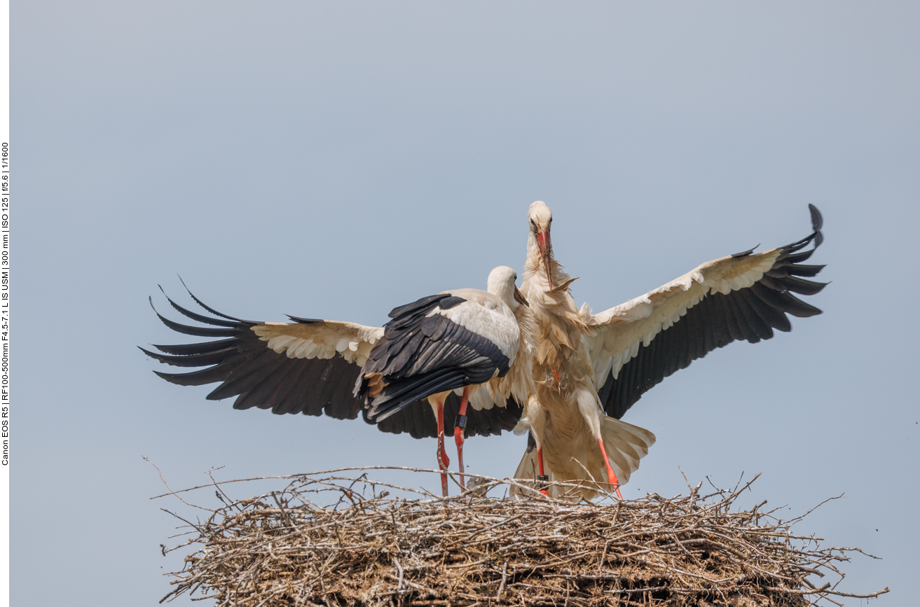 Die Landung ist nicht leicht ... 
