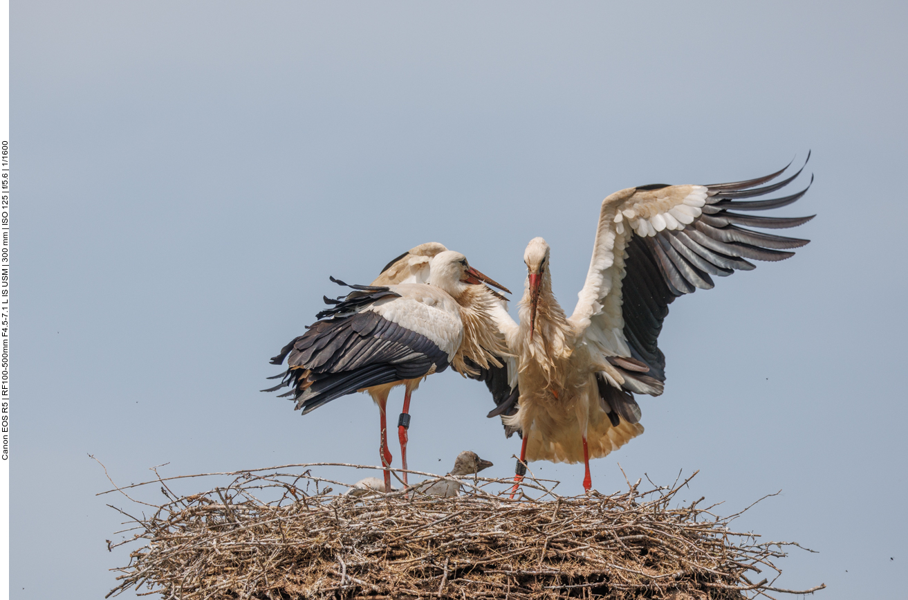 ... doch erfahrene Störche können das 