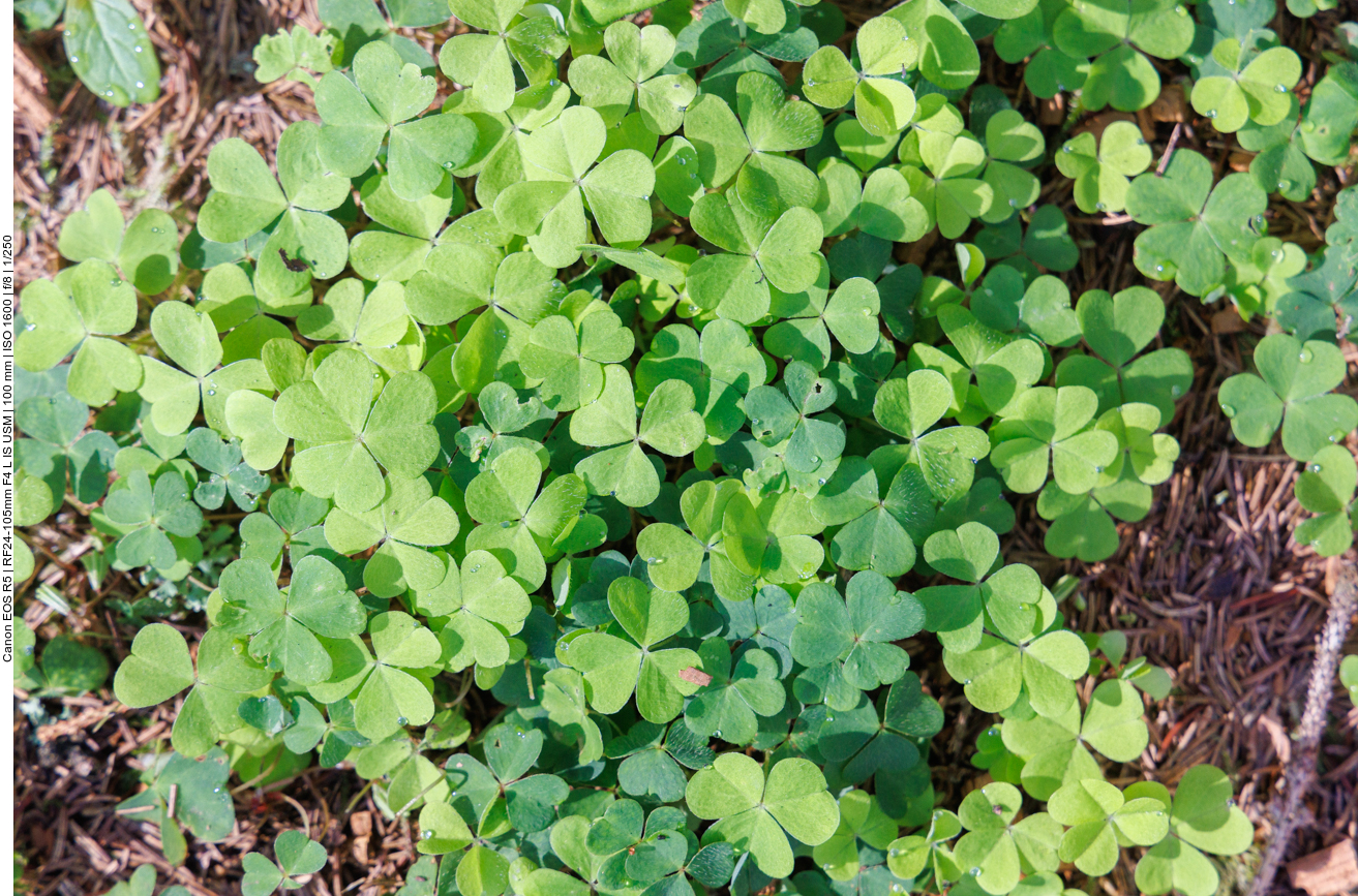 Waldsauerklee [Oxalis acetosella] 