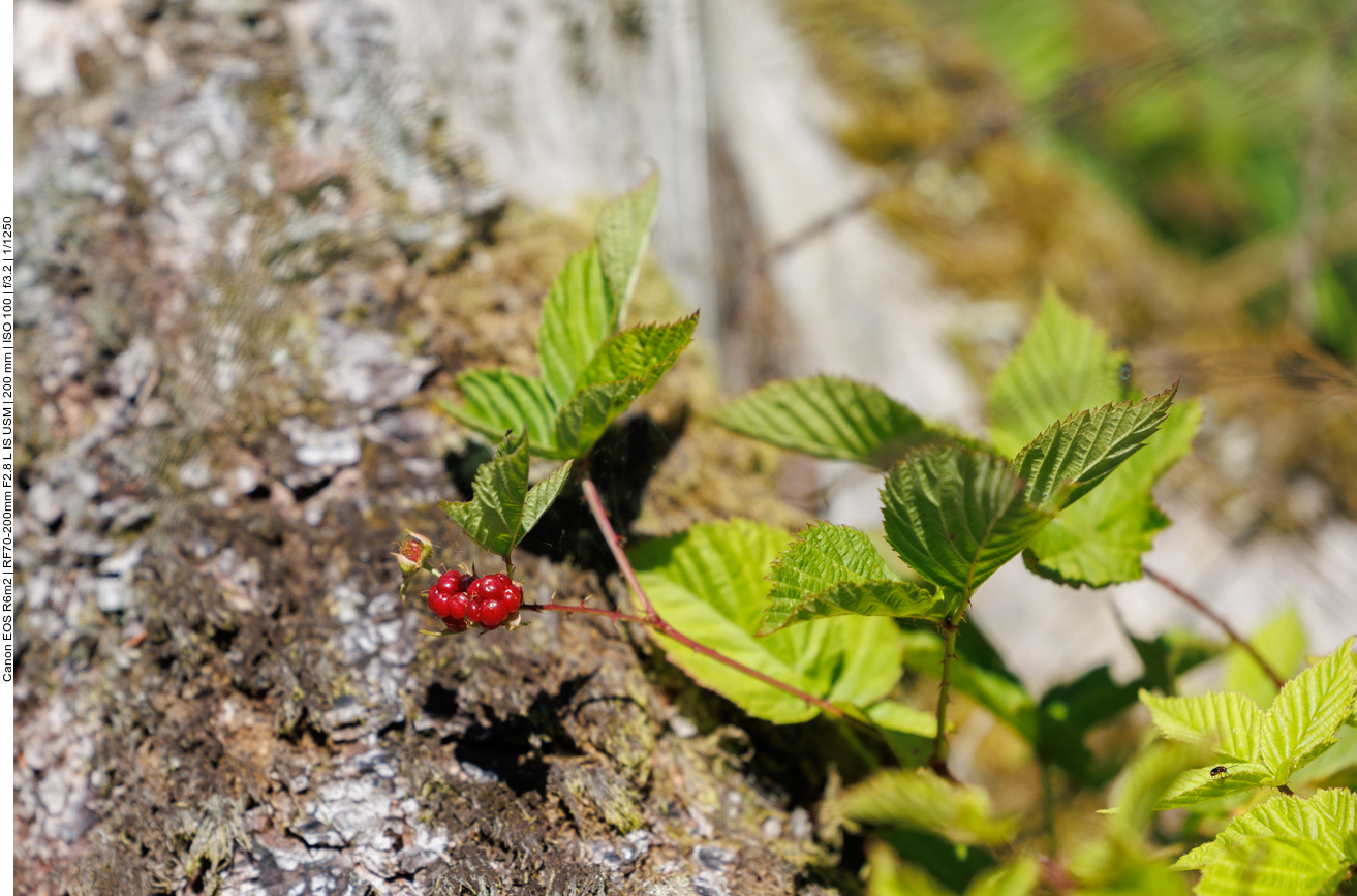 Steinbeere [Rubus saxatilis] 
