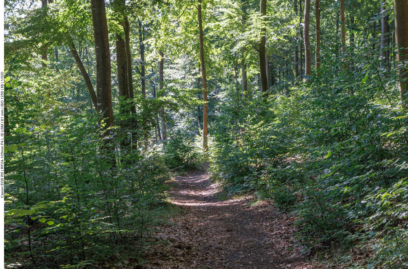 Die Waldwege werden schmaler ...