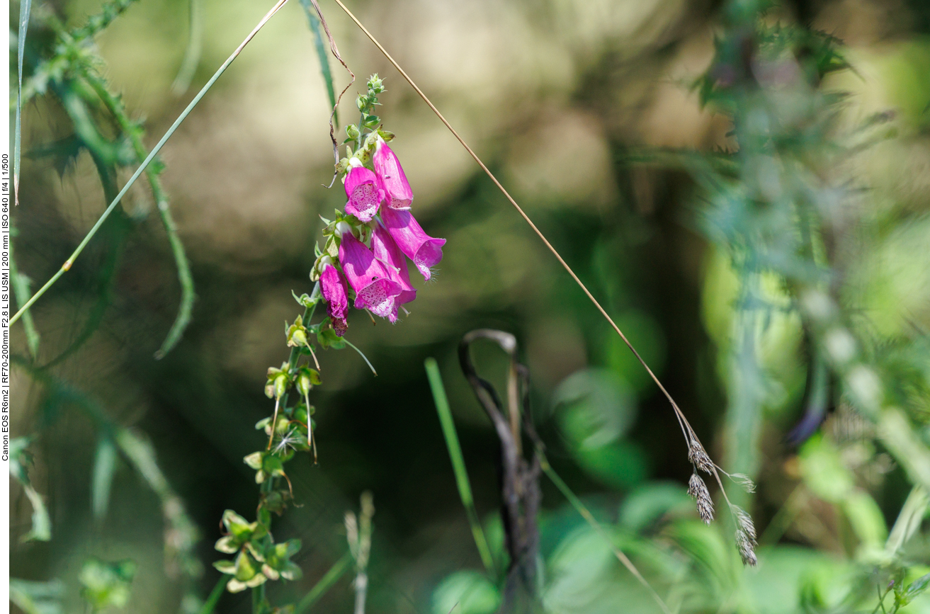Roter Fingerhut [Digitalis Purpurea] 