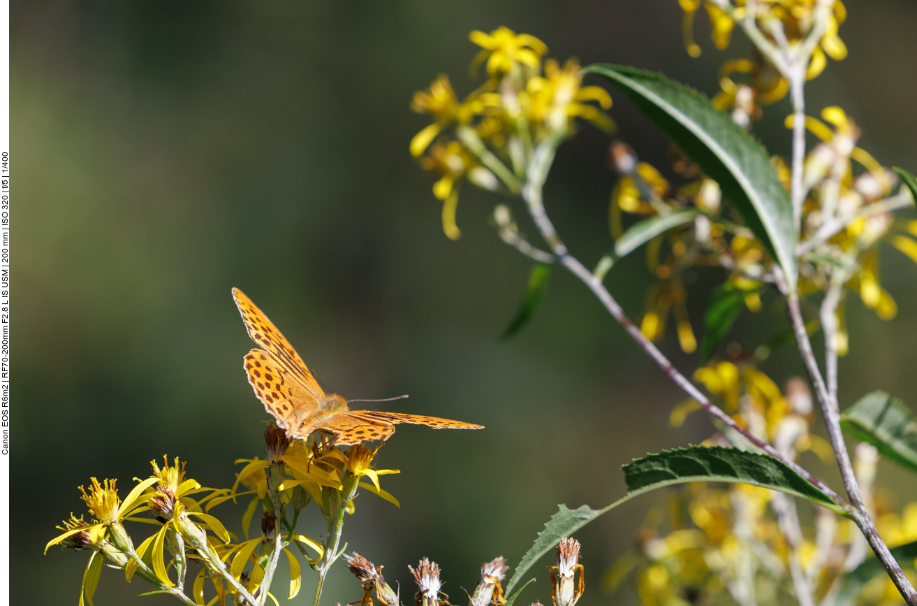 Großer Perlmutterfalter [Argynnis aglaja] 