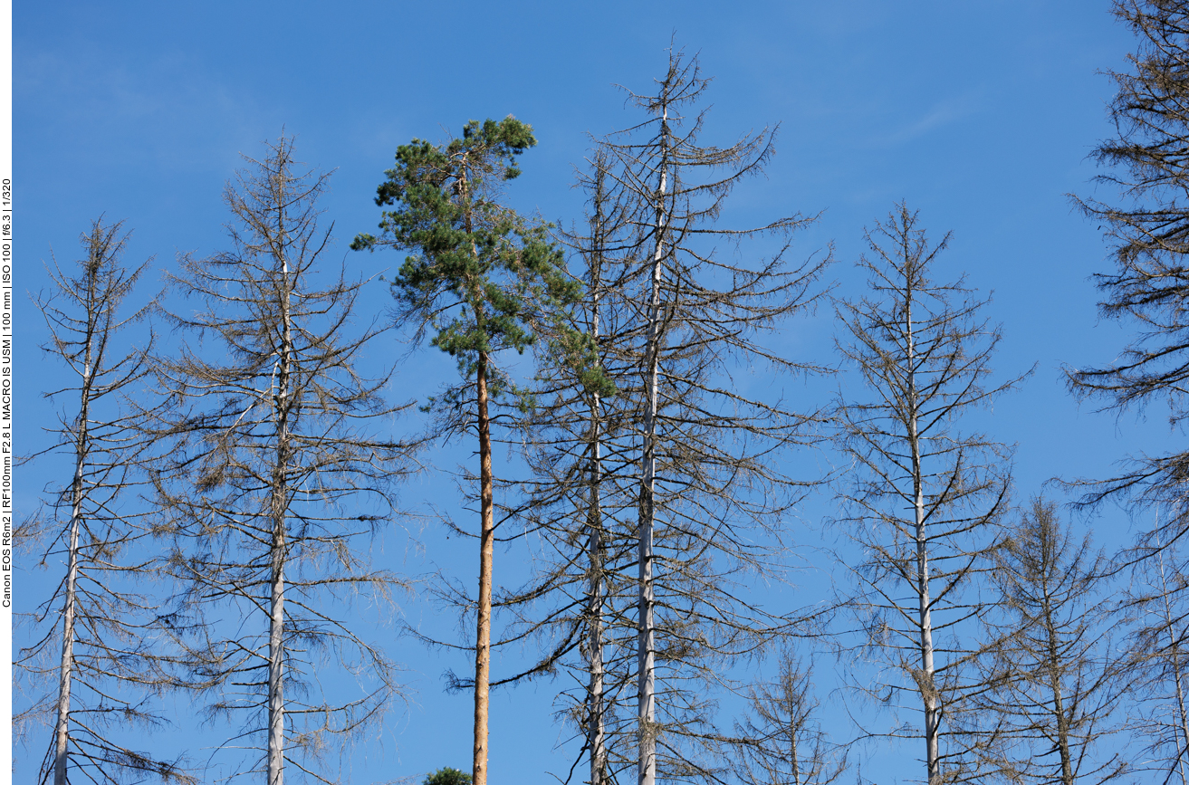 Leider sind auch hier viele Bäume geschädigt