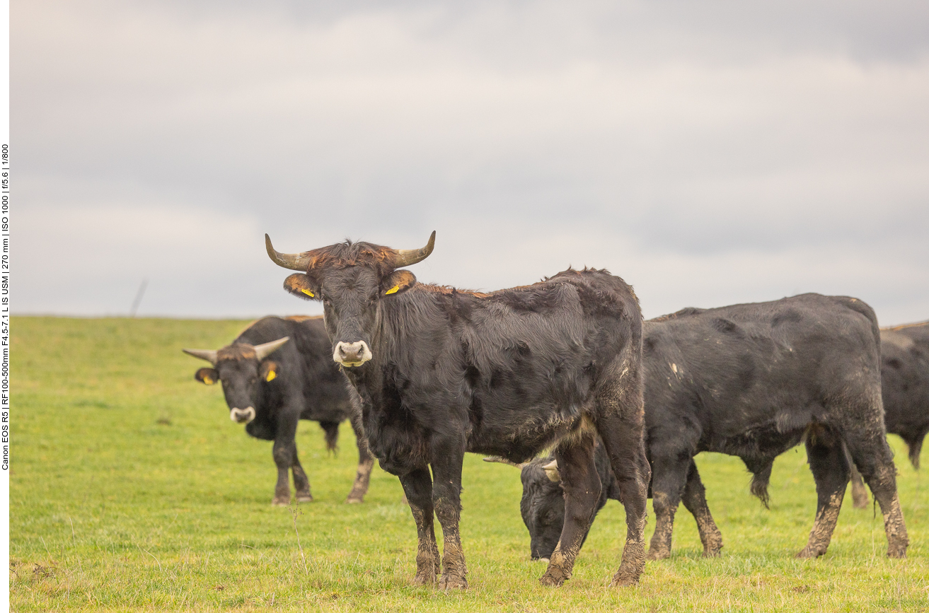 Taurus-Rinder in der Saarengeti