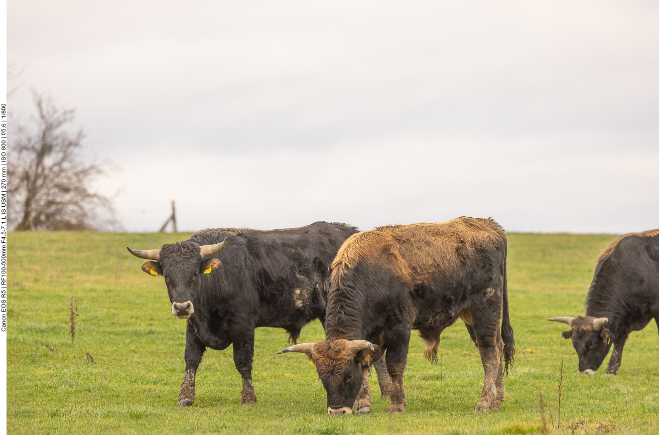 Taurus-Rinder in der Saarengeti