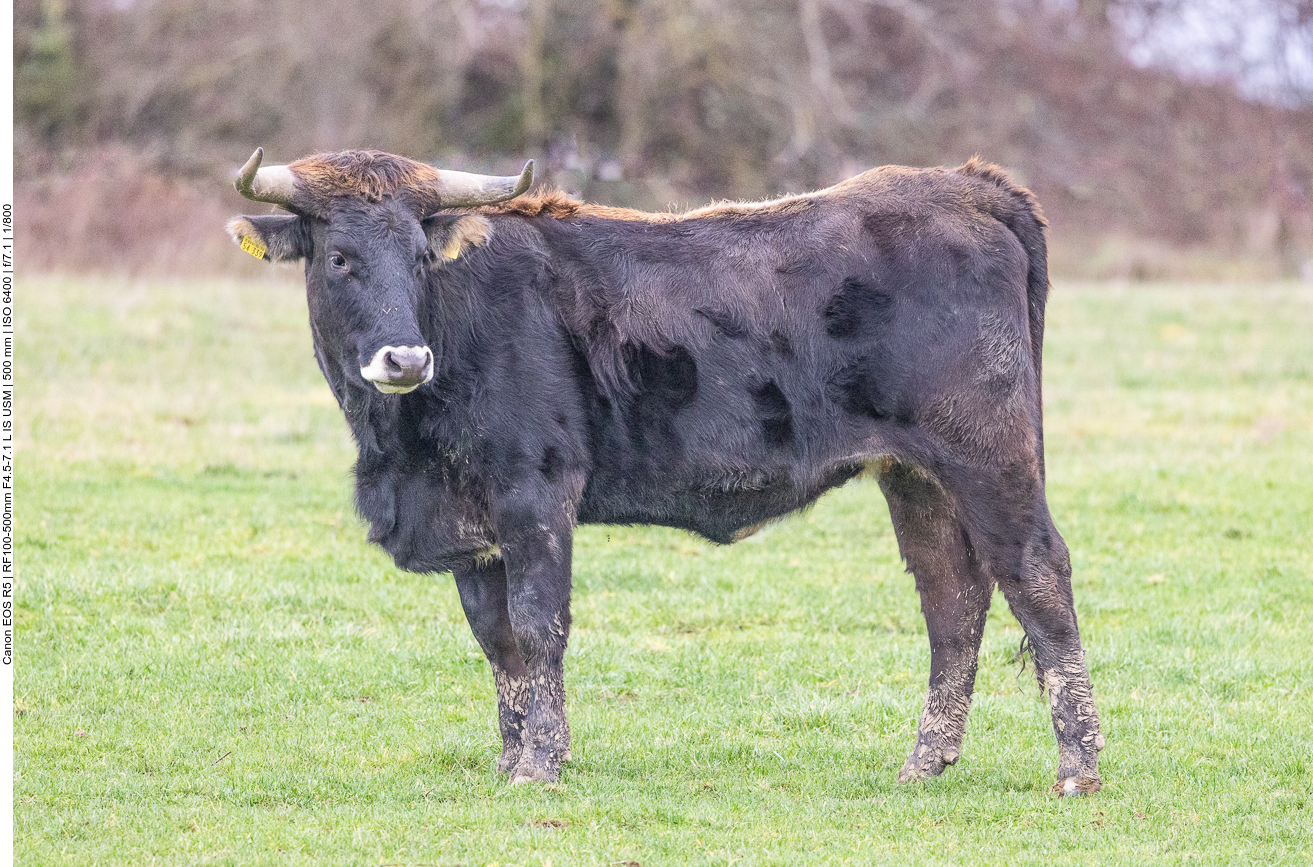 Taurus-Rind in der Saarengeti