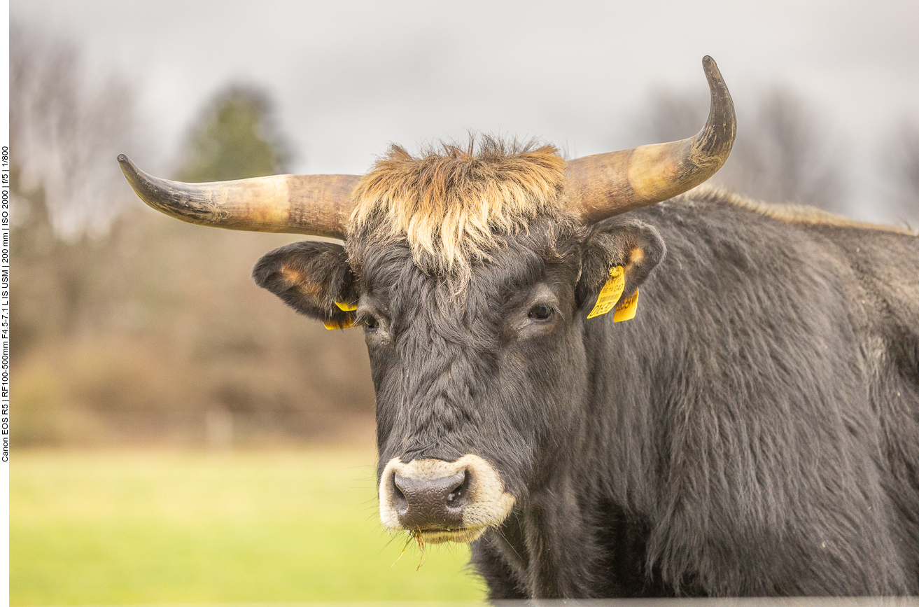 Taurus-Rind in der Saarengeti