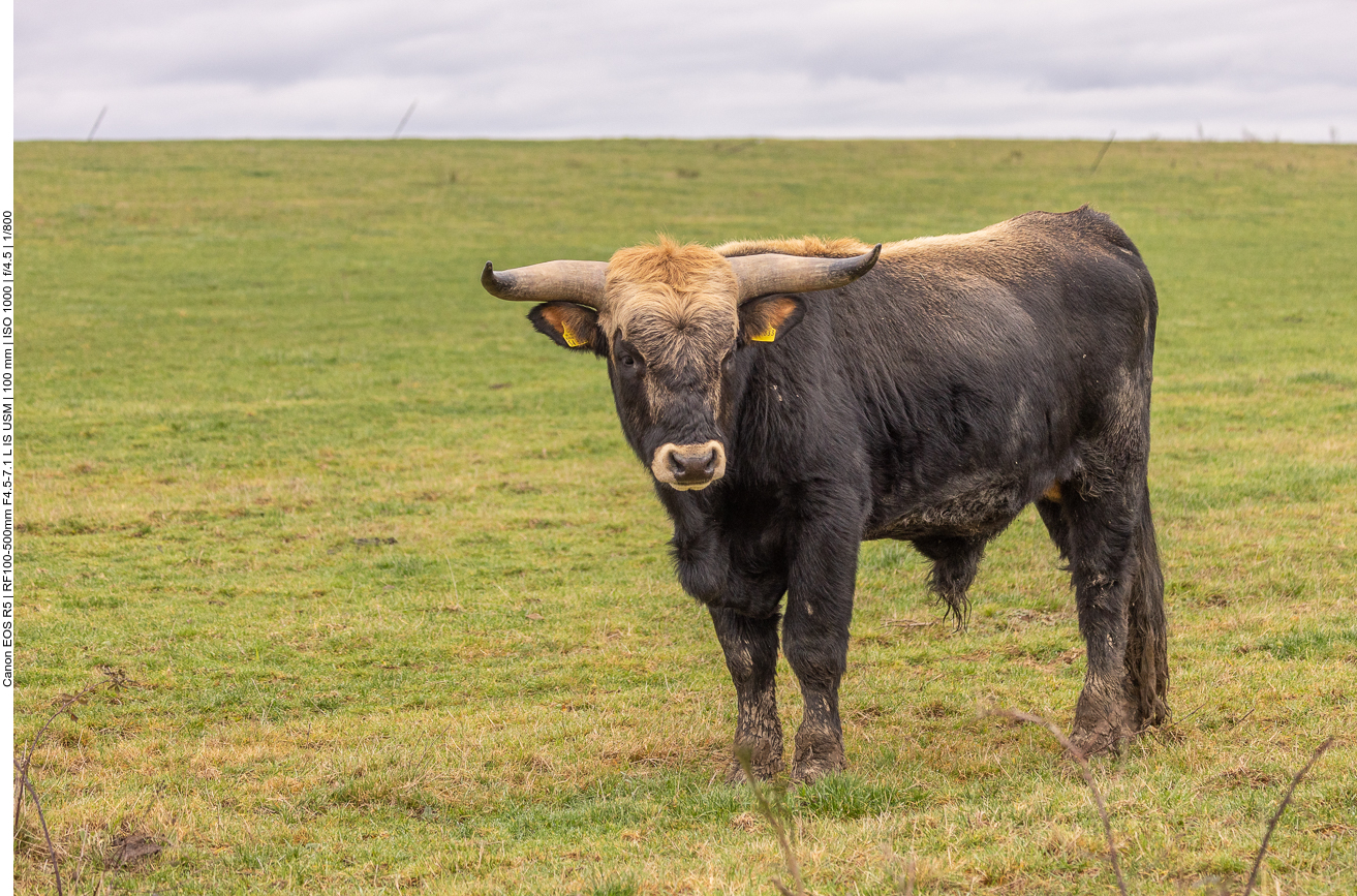 Taurus-Rind in der Saarengeti
