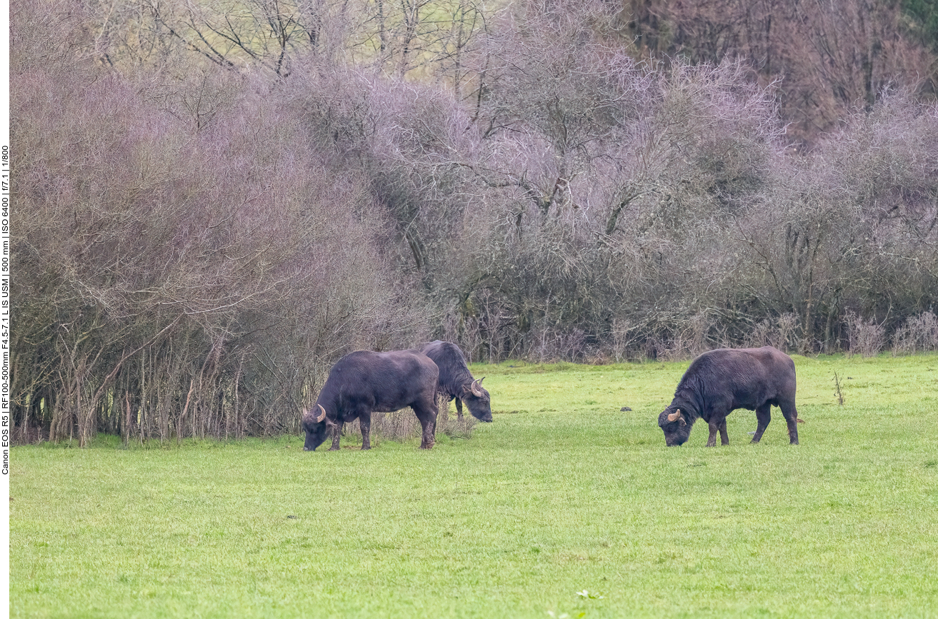 Wasserbffel in der Saarengeti