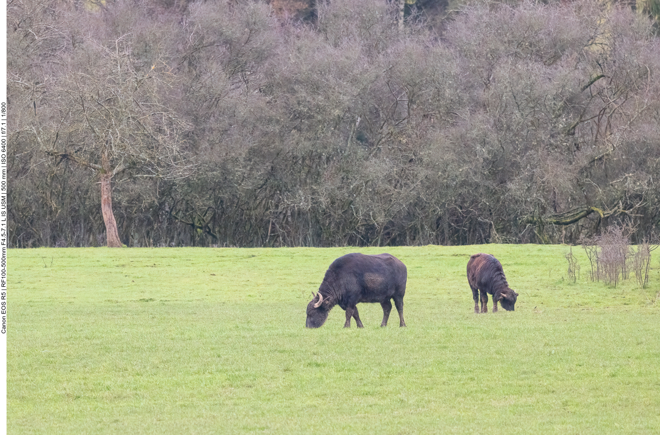 Wasserbüffel in der Saarengeti