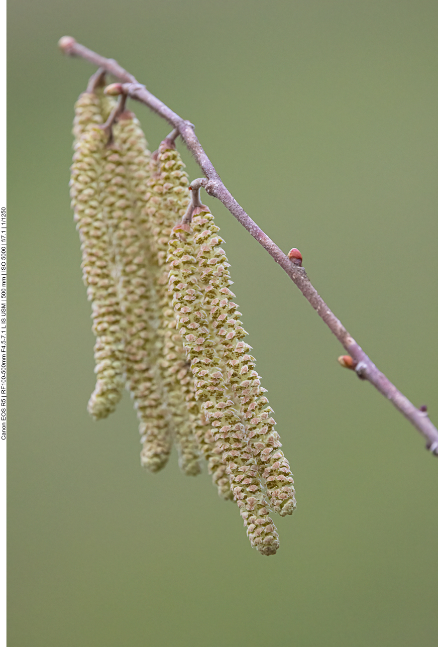 Hasel [Corylus avellana]