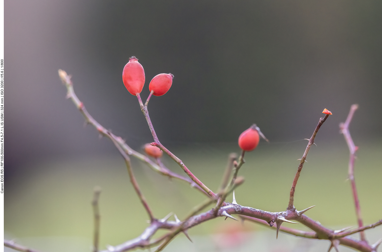 Hunds-Rose [Rosa canis]