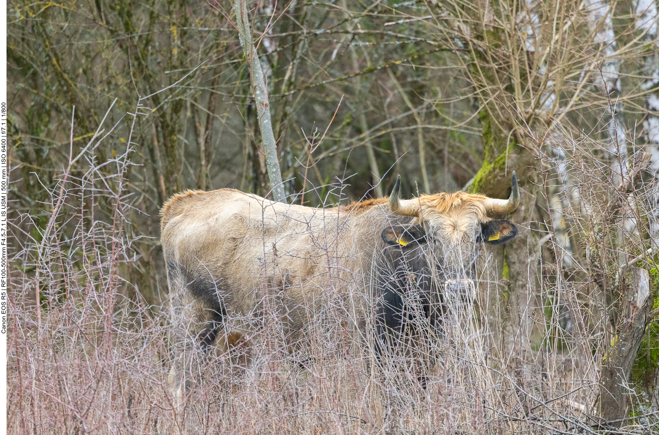 Verstecktes Taurus-Rind