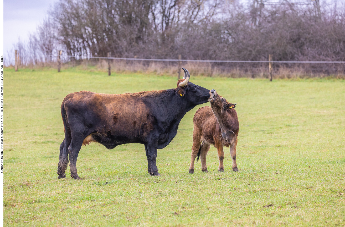 Taurus-Rind mit Kalb