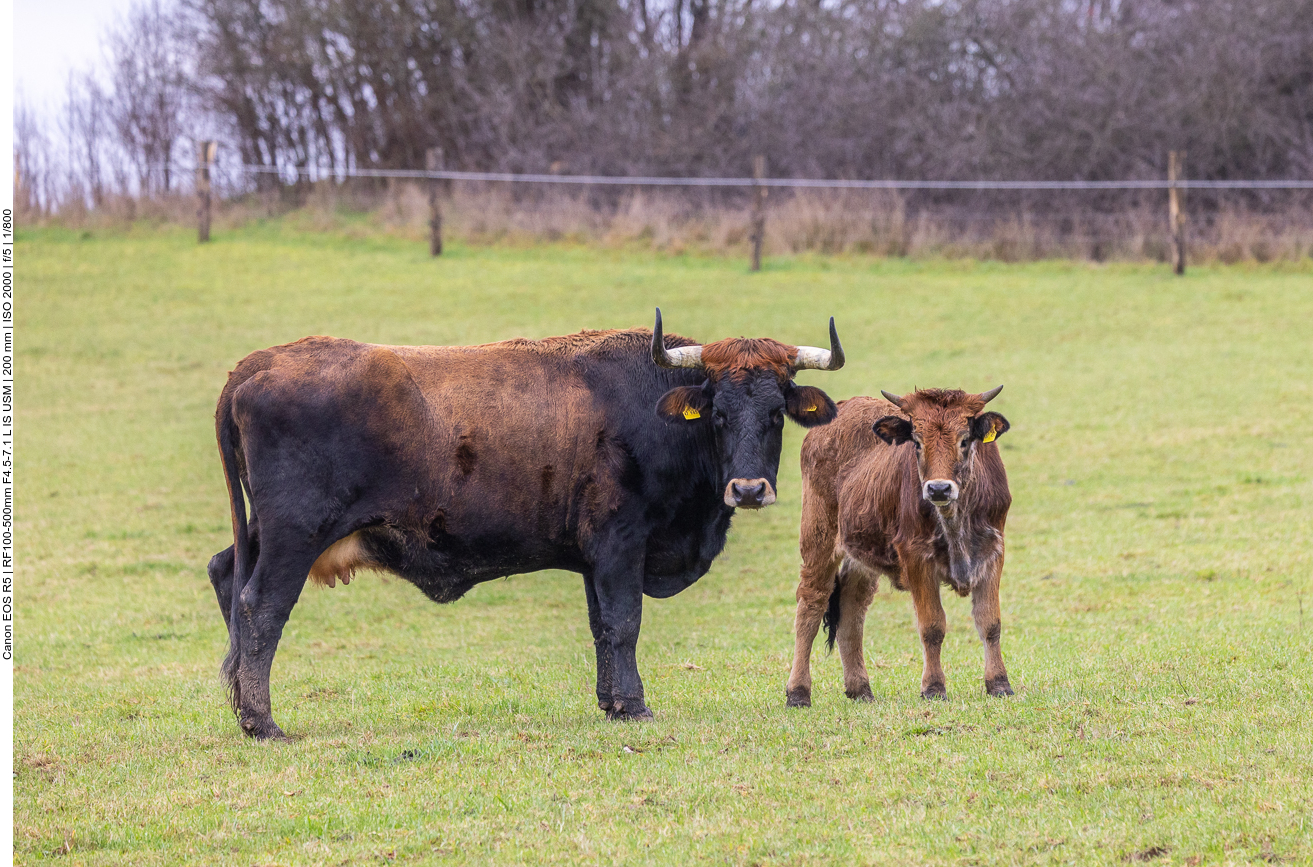 Taurus-Rind mit Kalb