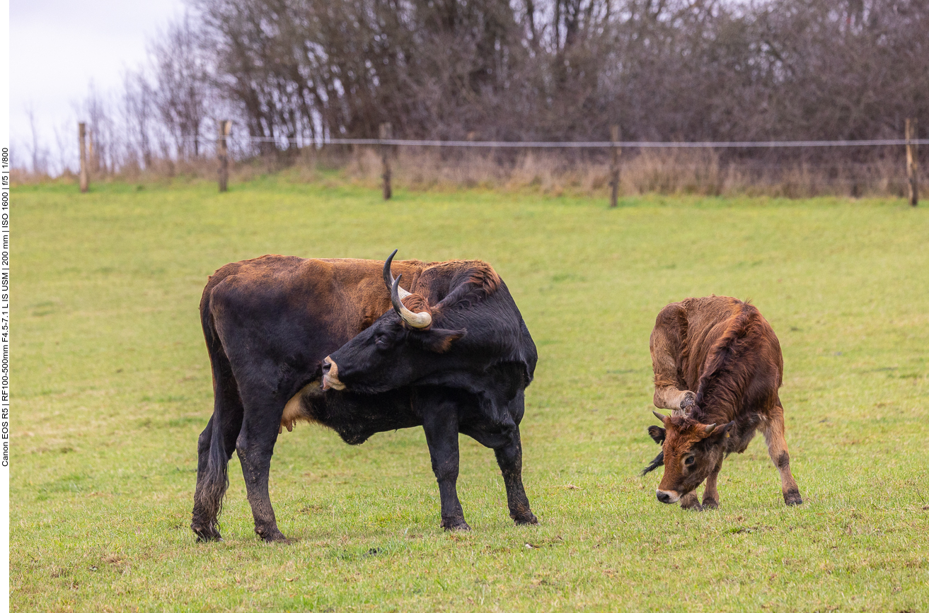Taurus-Rind mit Kalb