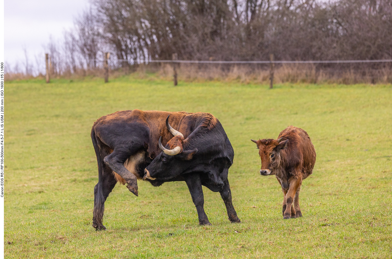 Taurus-Rind mit Kalb
