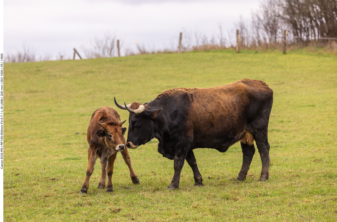 Taurus-Rind mit Kalb