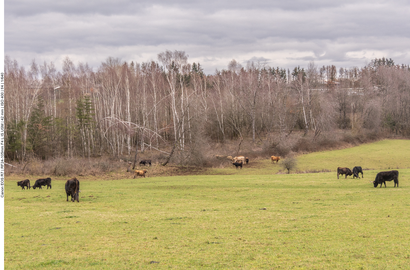 Taurus-Rinder auf der Weide