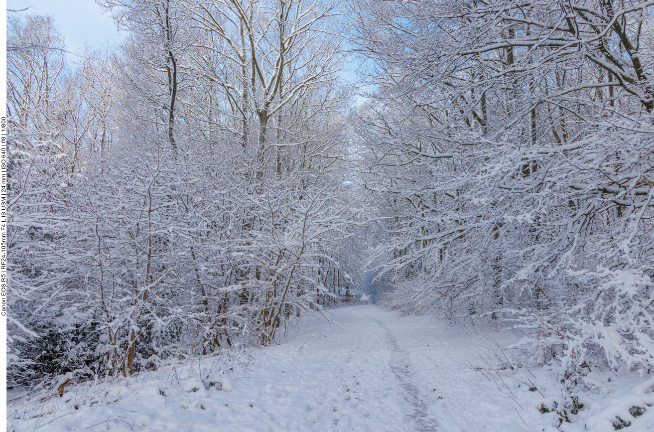 Kleine Runde durch den verschneiten Wald