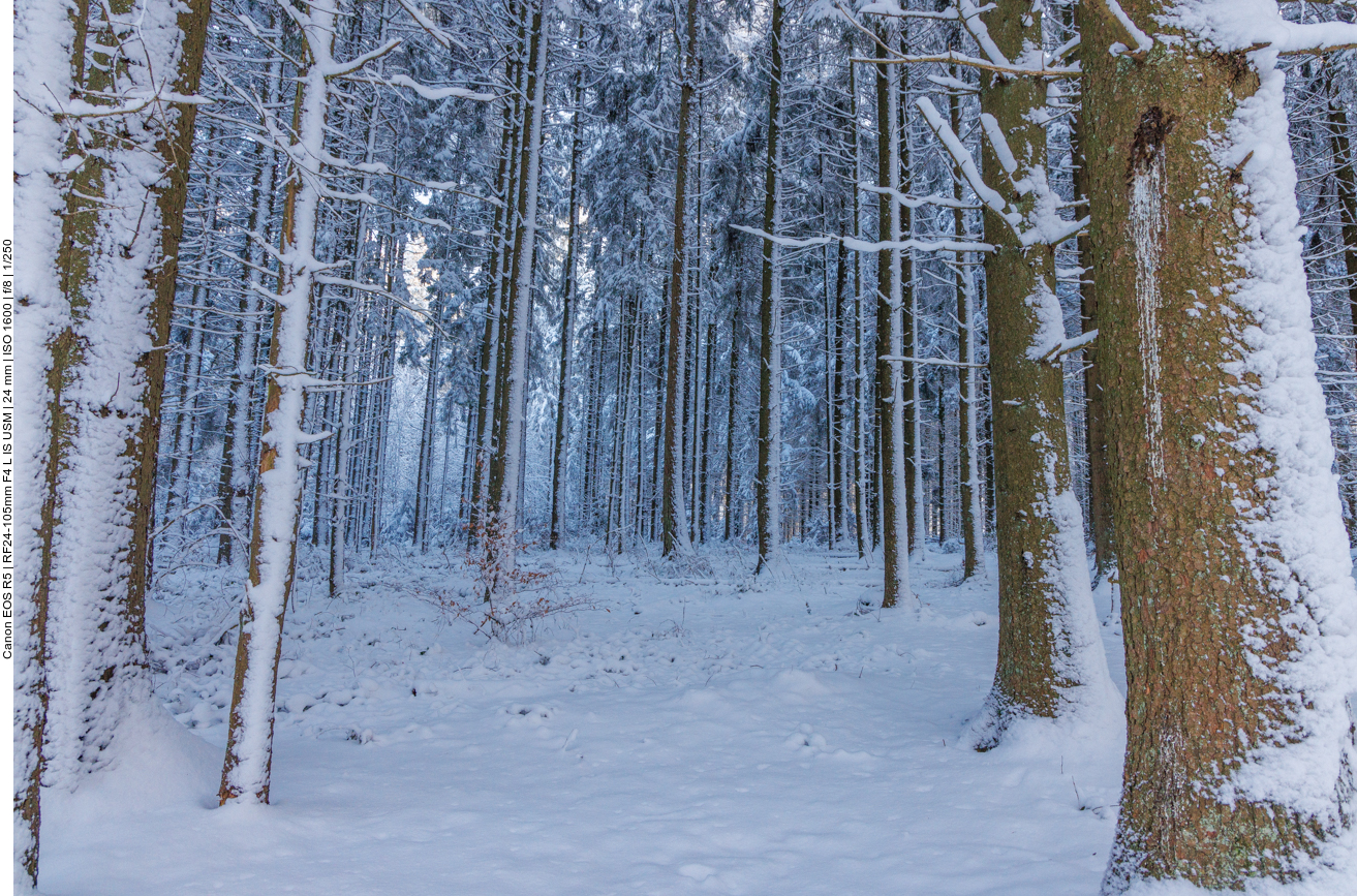 Der Schnee an den Stämmen zeigt die Windrichtung an