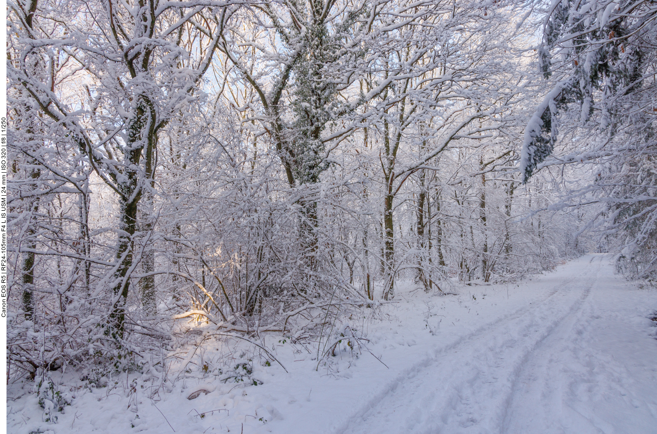 Ein kleiner Sonnenstrahl erhellt das Gebüsch