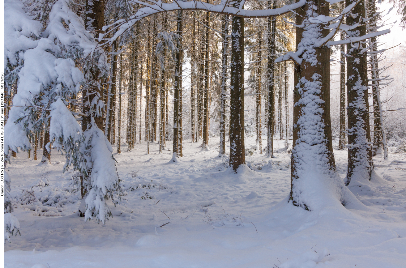 Hier erleuchten die Sonnenstrahlen einen größeren Teil des Waldes