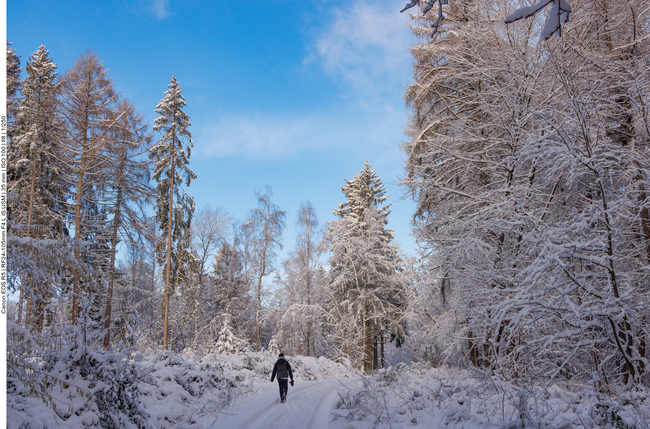 Links schneebedeckter Nadelwald und rechts der Laubwald