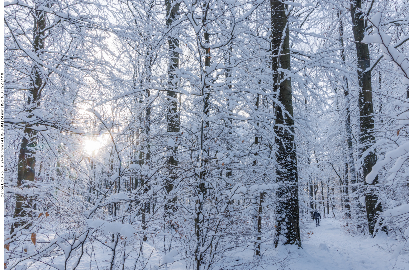 Im verschneiten Wald