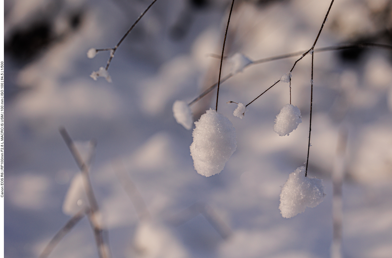 Schneebällchen an den Zweigen