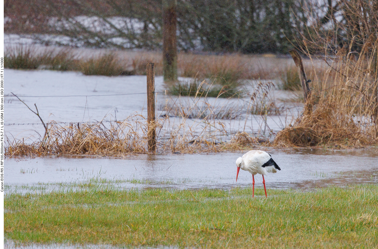 Auch bei diesem Wetter sind die Störche auf Nahrungssuche 