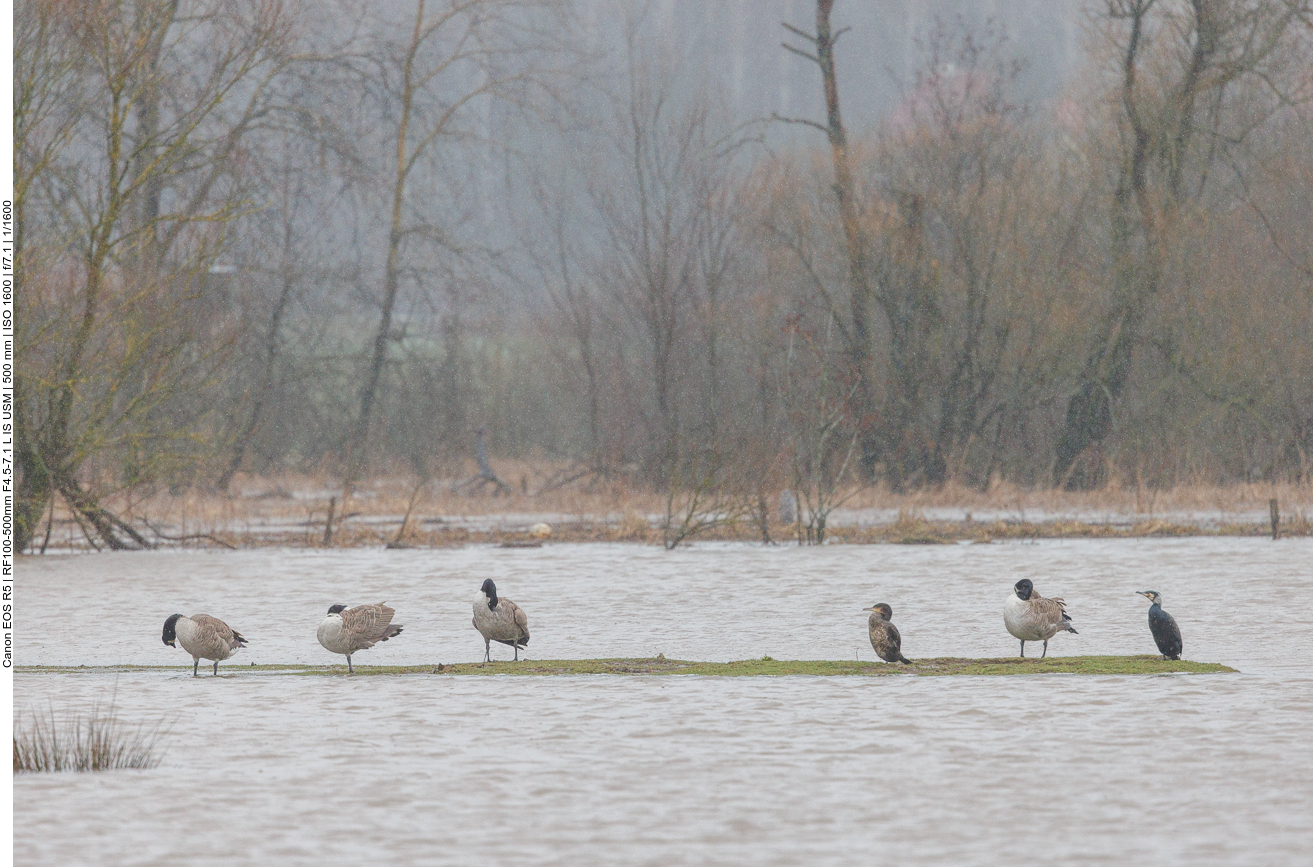 Kanadagänse und Kormorane 