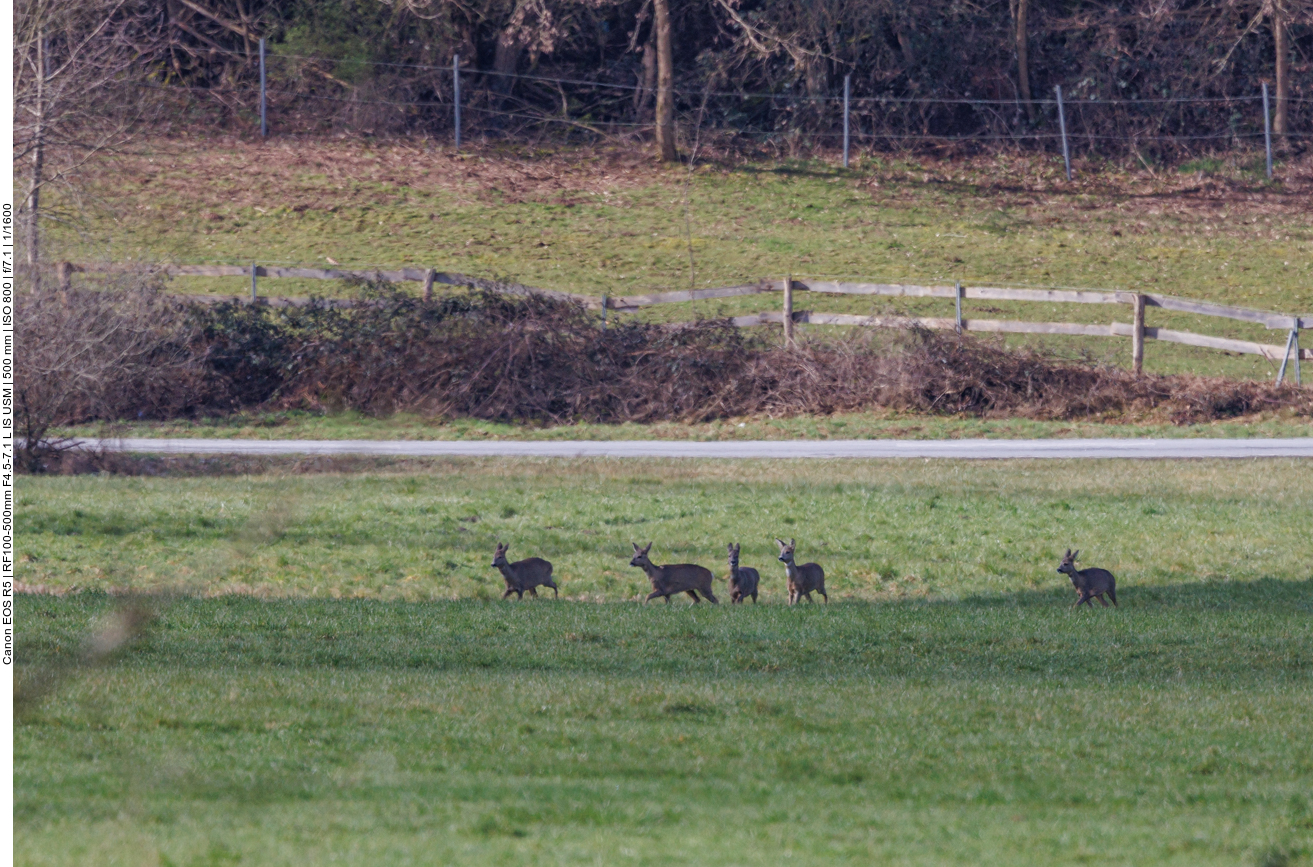 Einige Rehe sind auch auf Futtersuche ... 