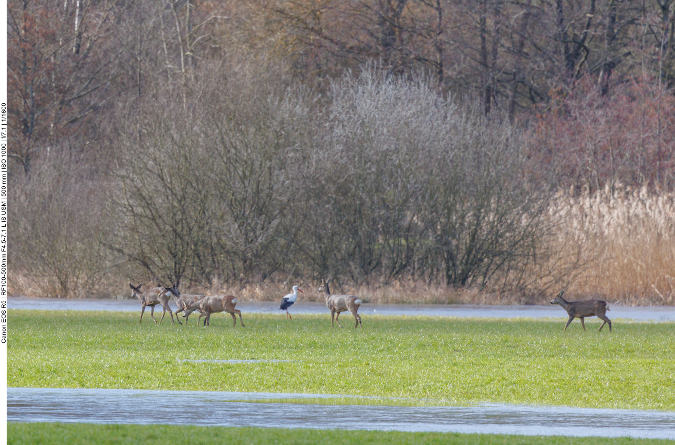 Adebar lässt sich von den Vierbeinern jedoch nicht stören 