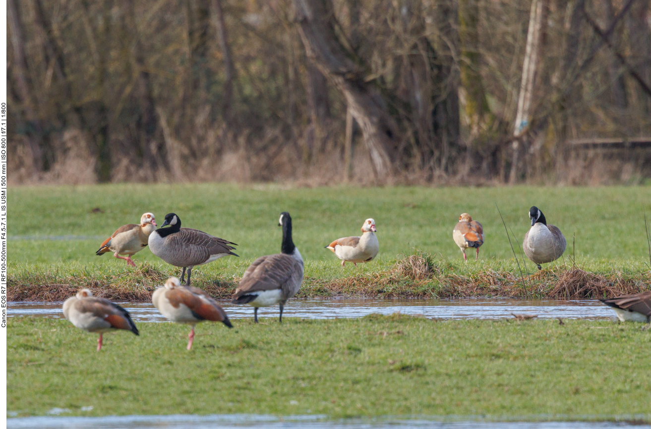 Kanada- und Nilgänse 
