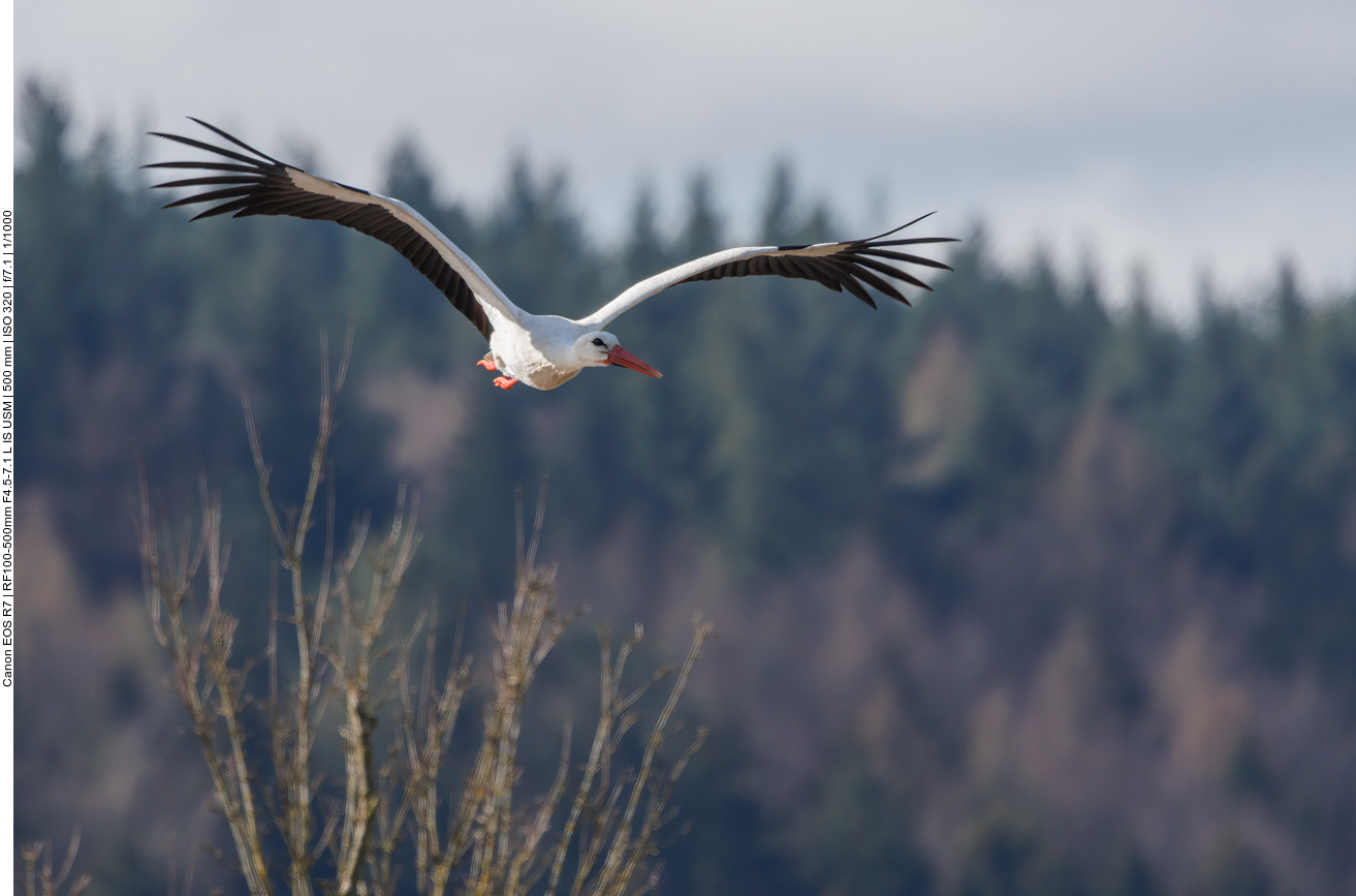 Storch im Anflug 