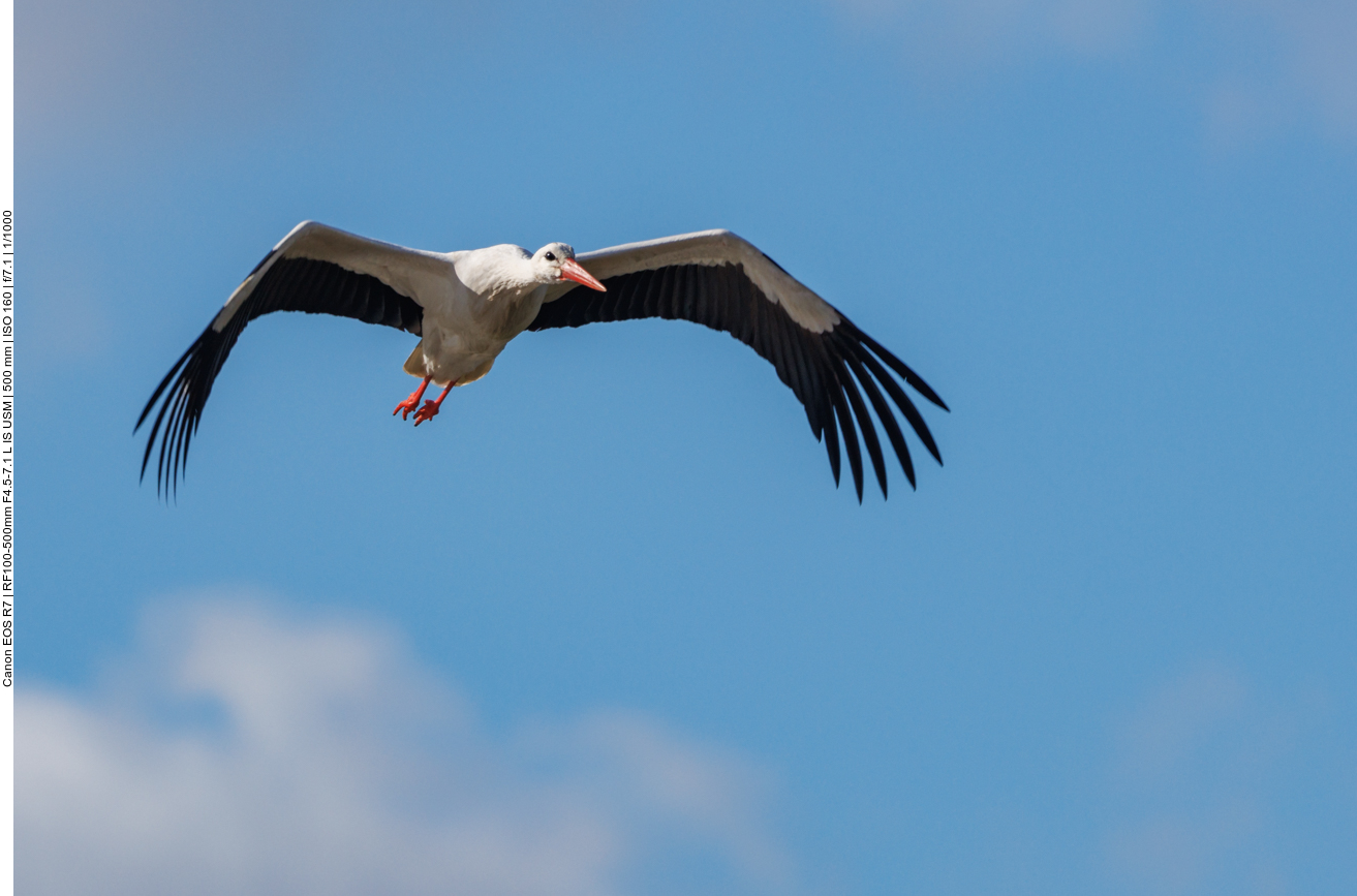 Storch im Anflug 