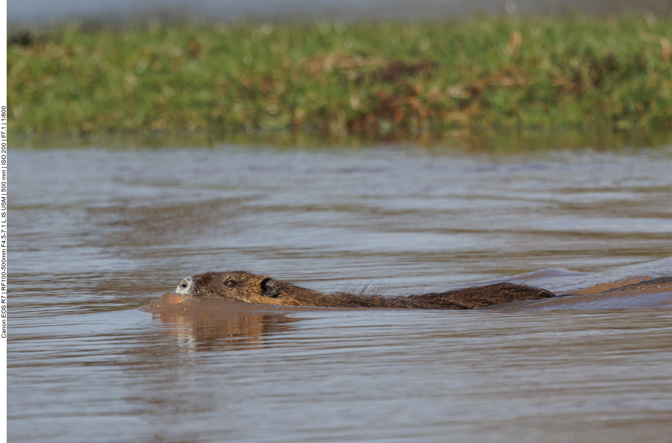 Nutria
