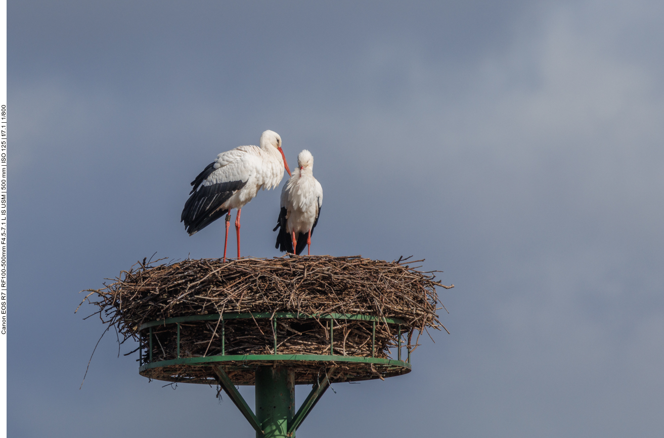 Wieder mit dem Partner vereint 