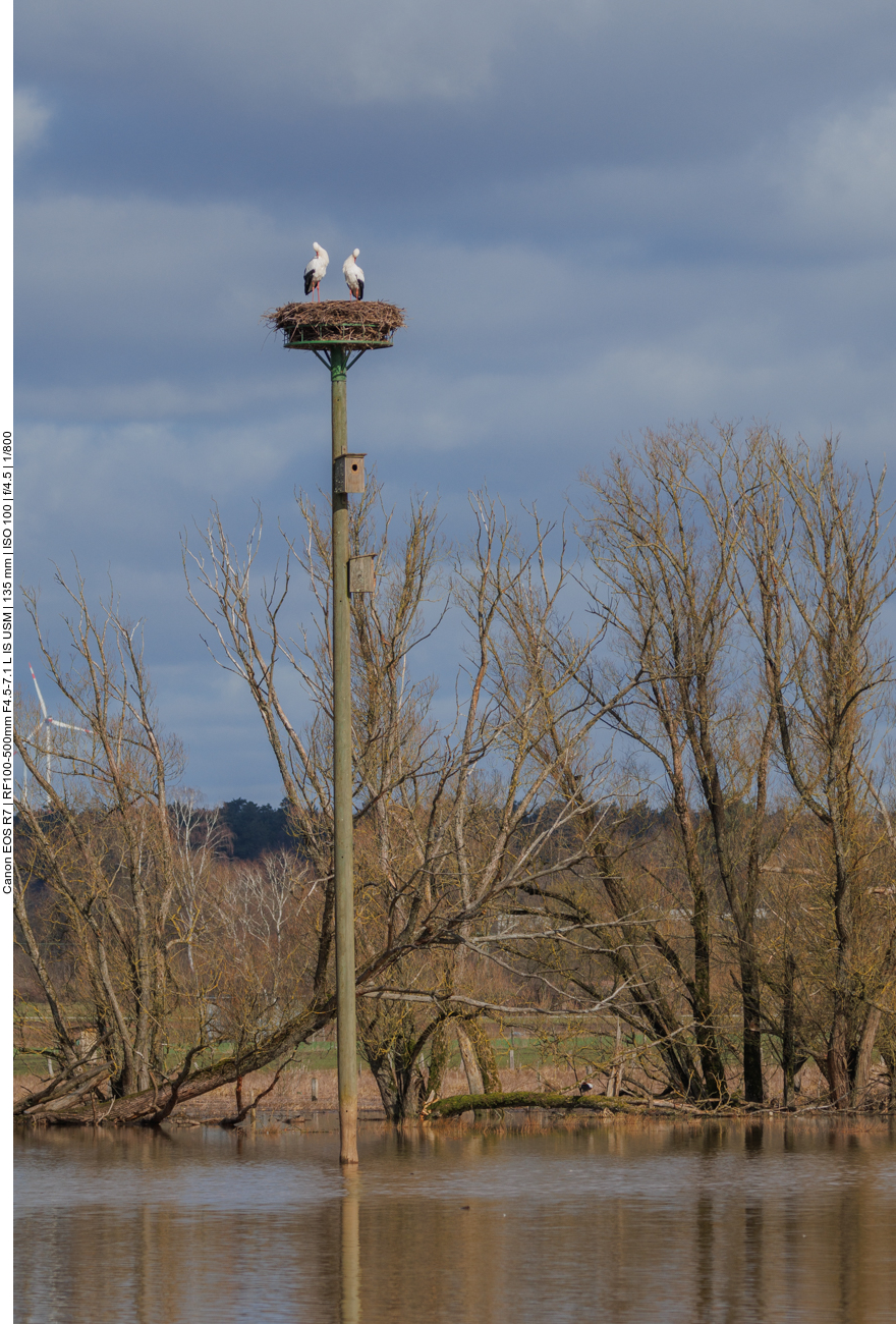 Storchenpaar hoch über der Flut 