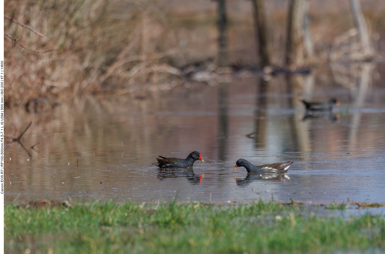Darunter schwimmen Teichrallen ... 