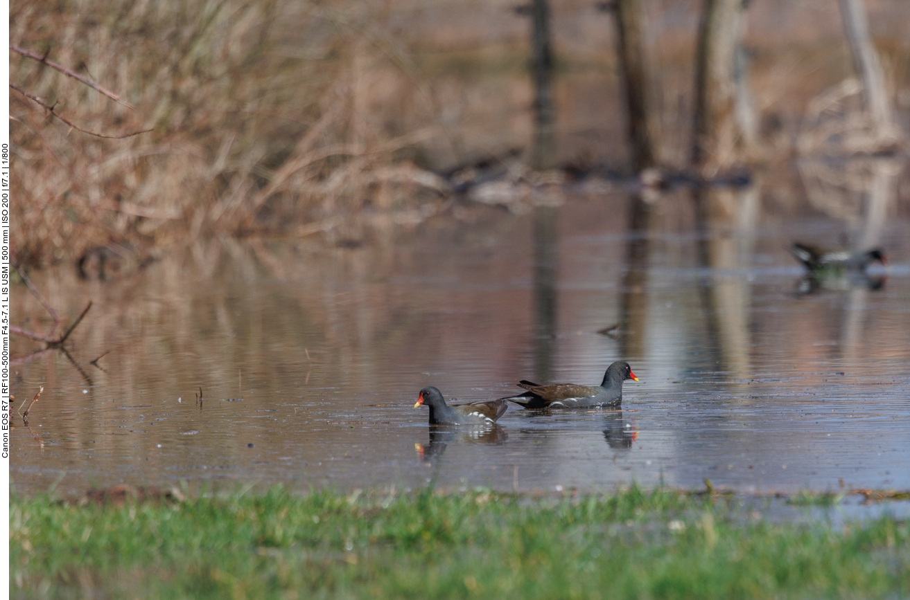 ... und suchen nach Futter 