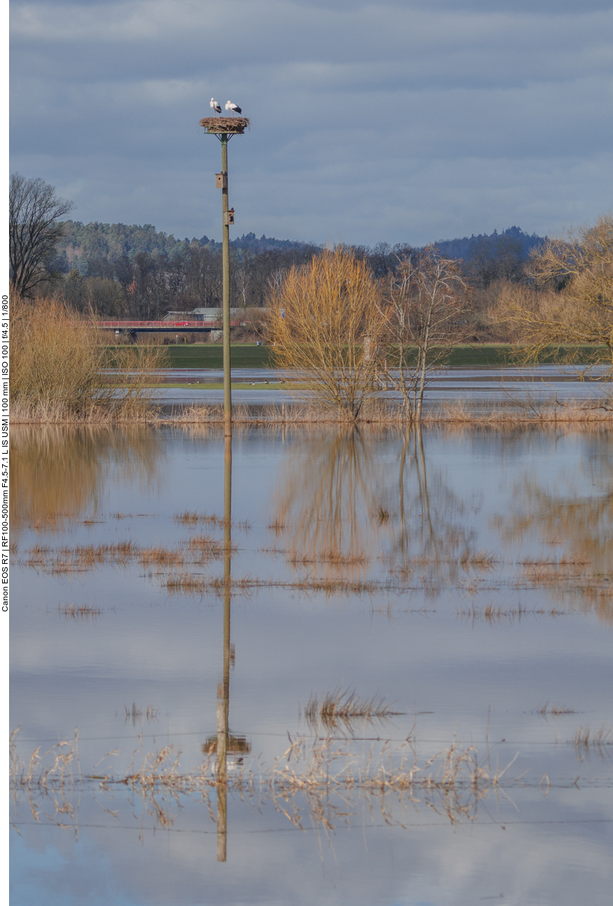 Storchenpaar hoch über der Flut 