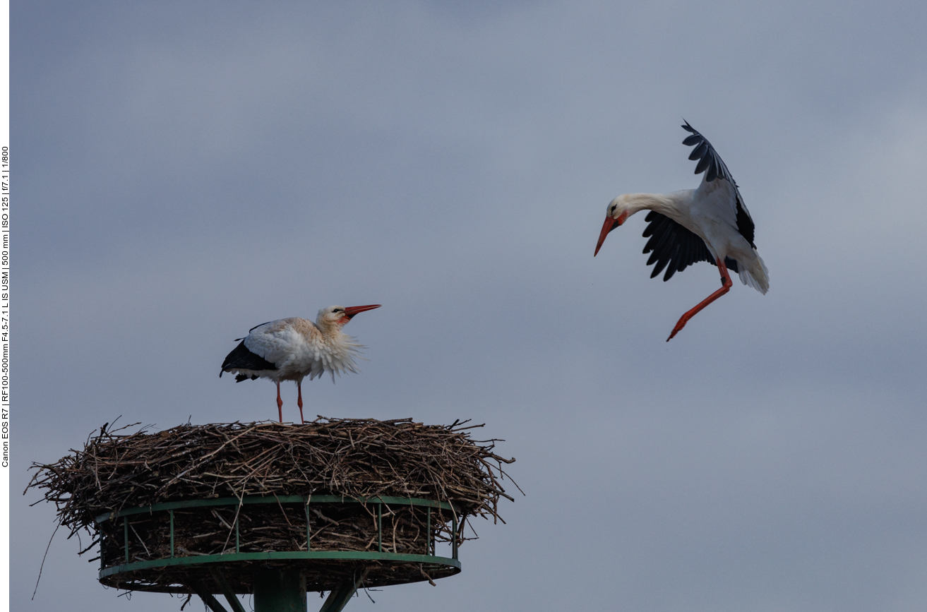 Noch ein Storch an einem anderen Nest im Anflug ... 